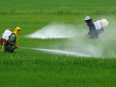 Frutas y verduras con pesticidas